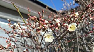 Thumbnail of post image 138