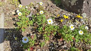 Thumbnail of post image 158